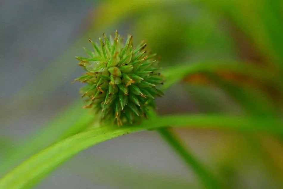 苡，是一种草本植物，其种子可食用，也可入药。下面将介绍关于苡的种植、收获、加工等步骤，帮助读者了解苡的全程生长过程，以及如何更好地利用苡。