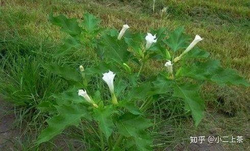 菪，是一种温暖而可爱的植物，它陪伴着我们的主人公，见证了他的成长和友情。今天，让我们一起来看看这个关于菪的温馨有趣的故事。