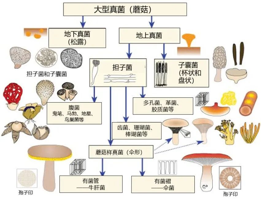 菌组词，让你的生活更加精彩！